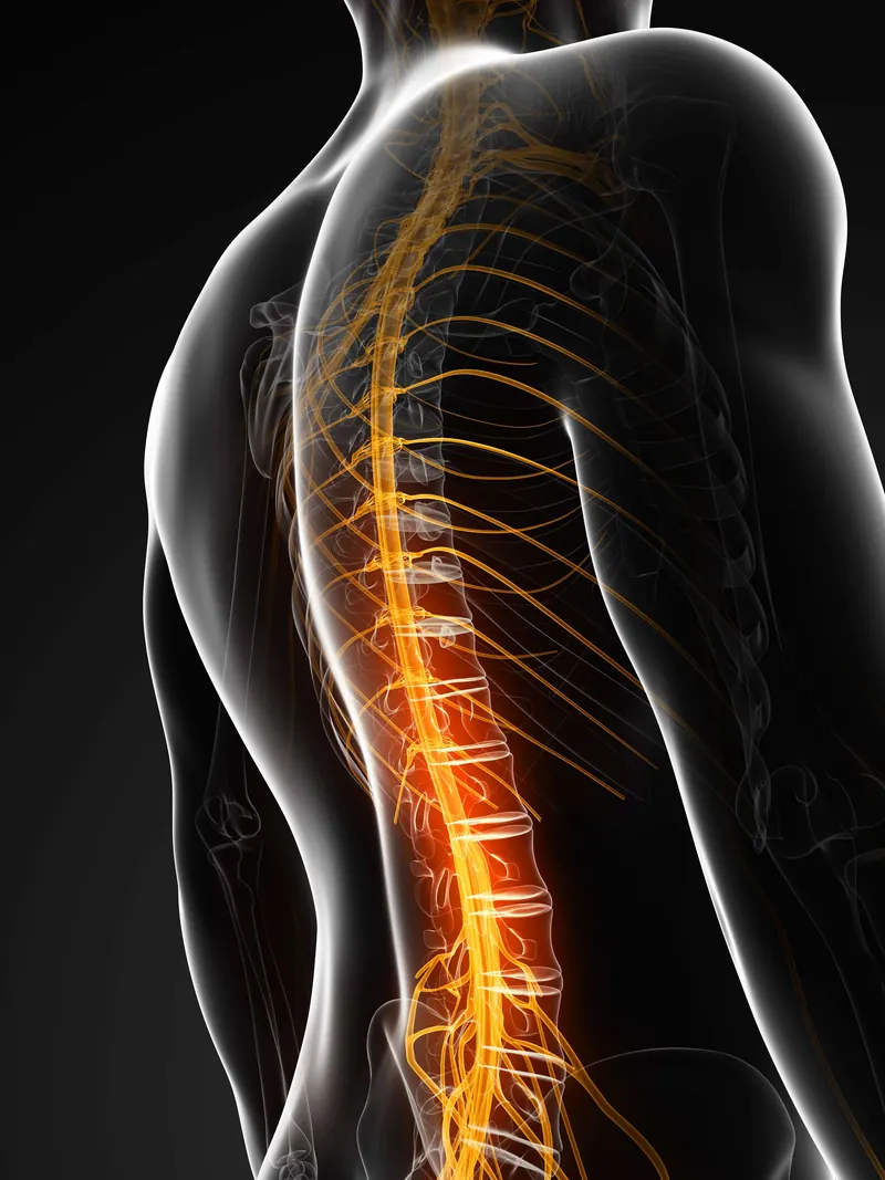 An illustration of the human spine